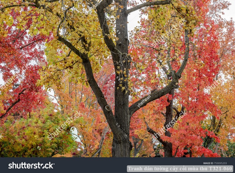 Tranh dán tường cây cối mùa thu T321-060